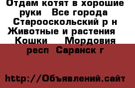 Отдам котят в хорошие руки - Все города, Старооскольский р-н Животные и растения » Кошки   . Мордовия респ.,Саранск г.